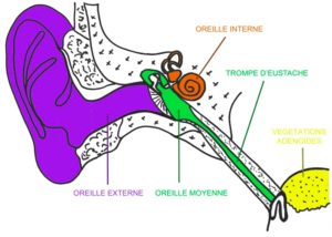 schéma oreille interne orl